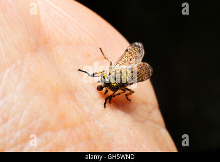 A common horse fly,Grey fly or 'Notch-horned Cleg Fly', biting a human Stock Photo
