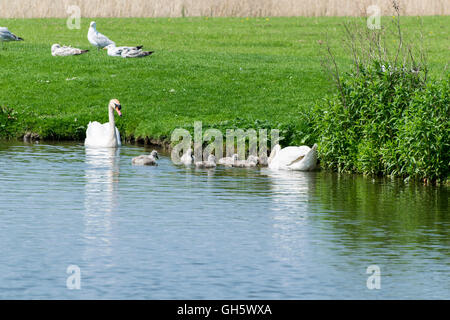 Mute Swans and Cygnets on Pentre Mawr park lake in Abergele North Wales Stock Photo