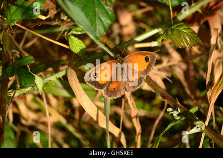 Butterfly collectionn Stock Photo