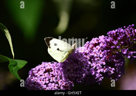 Butterfly collectionn Stock Photo