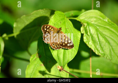 Butterfly collectionn Stock Photo