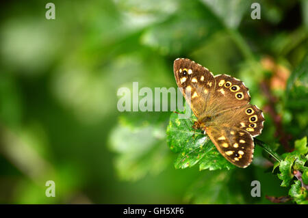 Butterfly collectionn Stock Photo