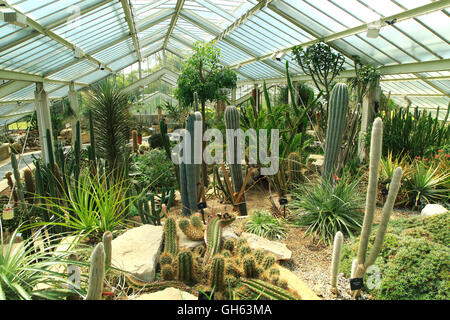 Desert plants inside the Princess of Wales conservatory  Royal Botanic Gardens, Kew, London, England, UK Stock Photo