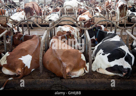 red and black cows lie in full stable with a lot of other cows in the background Stock Photo
