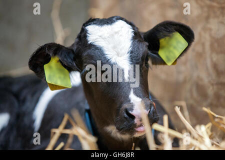 black and white calf in straw of barn Stock Photo