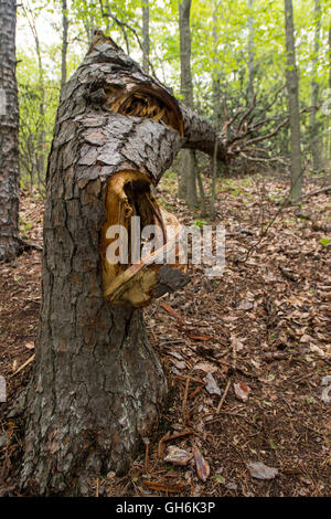 Tree Cracked from Extreme Weather in early summer forest Stock Photo