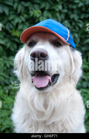 golden retriever dog with a baseball hat Stock Photo