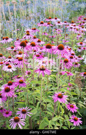 Echinacea purpurea rubinglow. Coneflowers in an English garden Stock Photo