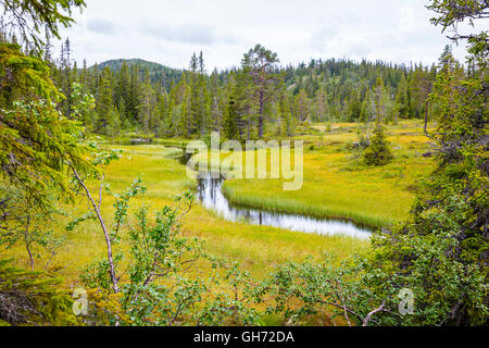 Wild and untouched forest in the high moutains of Norway Stock Photo