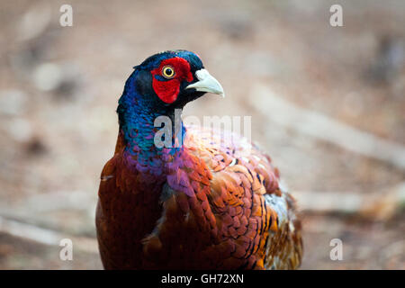 Male pheasant with beautiful multi-coloured feathers in the woods - wild bird close up, English wood, nature Stock Photo