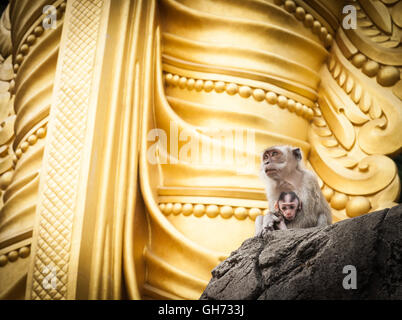 Mother holding baby monkey of Batu Cave sitting at base of golden statue of Lord Muragan Hindu shrine, Kuala Lumpur. Stock Photo
