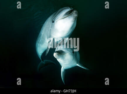 Two dolphins - Common bottlenose dolphin or Atlantic bottlenose dolphin (Tursiops truncates) Pacific Ocean, Far East