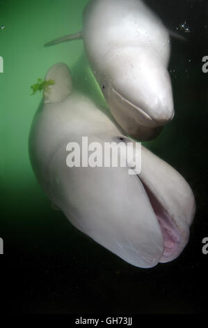 Two Beluga whales or White whale (Delphinapterus leucas) in Pacific Ocean, Far East Stock Photo