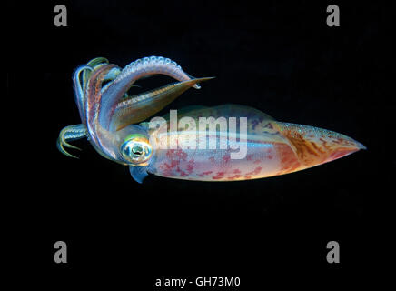 Bigfin reef squid, Inshore Squid or Oval squid (Sepioteuthis lessoniana) threatening posture before the attack, Red Sea, Egypt, 