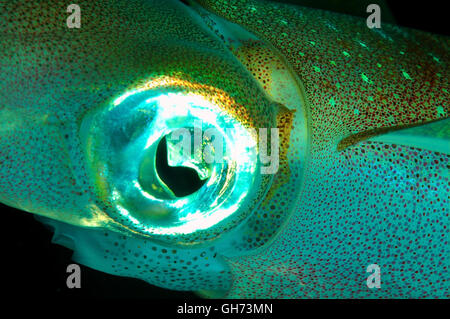 Portrait of Bigfin reef squid, Inshore Squid or Oval squid (Sepioteuthis lessoniana) Red Sea, Egypt, Africa