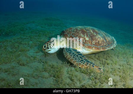 Green sea turtle or Pacific green turtle (Chelonia mydas) eating sea grass at the bottom, Red Sea, Egypt, Africa Stock Photo