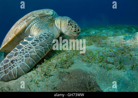 Green sea turtle or Pacific green turtle (Chelonia mydas) eating sea grass at the bottom, Red Sea, Egypt, Africa Stock Photo