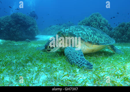 Green sea turtle or Pacific green turtle (Chelonia mydas) eating sea grass at the bottom, Indo-Pacific, Philippines, Southeast A Stock Photo
