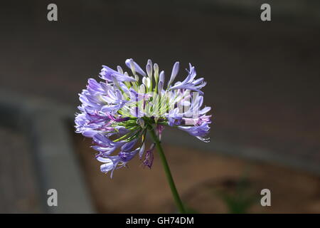 African Lily Flower. Blue - purple flower of Agapanthus africanus, commonly called lily of the Nile. Bright light of natural  spotlight on the flowers Stock Photo