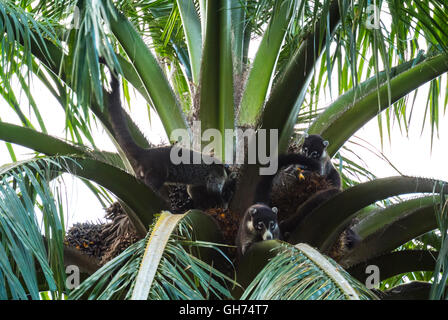 White nosed Coati Nasua narica adult Costa Rica Central America Stock Photo