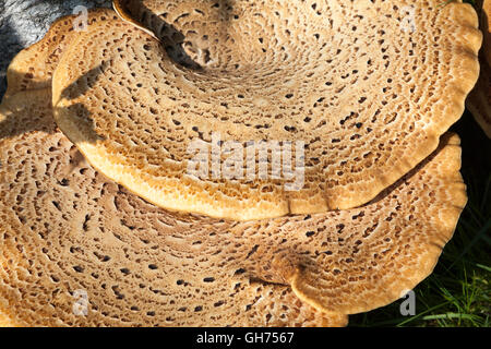 Dryad's Saddle fungi growing on a tree trunk Stock Photo