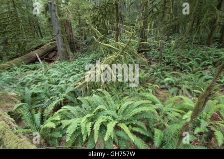 Mossy Temperate rain forest on the north west coast of north America Stock Photo