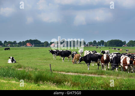 Friesian landscape with cattle in Friesland, The Netherlands. Stock Photo