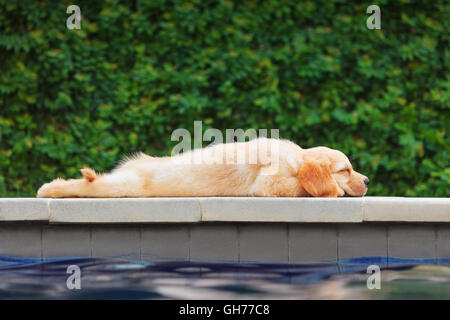 Funny photo of pet - lazy little golden retriever labrador puppy lying stretched on swimming pool side. Training dogs, fun games Stock Photo