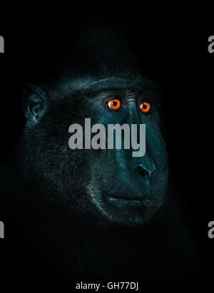 Celebes crested macaque as black monkey, Sulawesi, Indonesia. Endemic indonesia ape. Portrait on black dark background with oran Stock Photo
