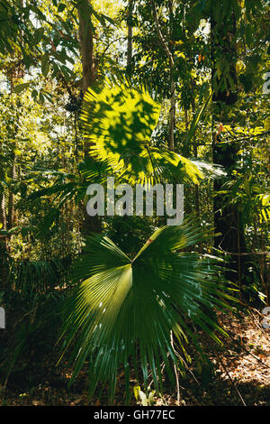 palm leaf in Tangkoko rain forest National Park in North Sulawesi, Indonesia. This park is home to Black macaques and Tarsiers.  Stock Photo