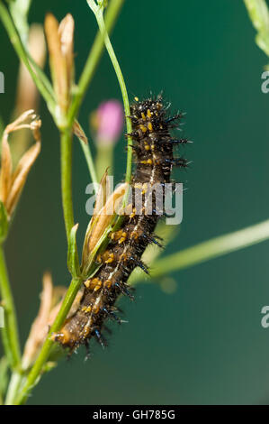 Meadow argus butterfly caterpillar (Junonia villida) Stock Photo