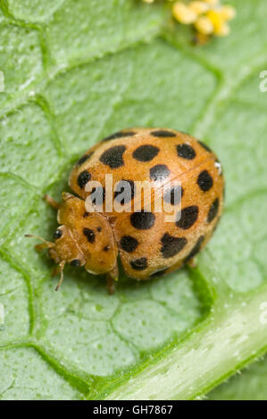 28 spotted ladybird,  a type of leaf-eating ladybird pest Stock Photo