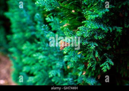 MINT MOTH ON CONIFER TREE Stock Photo