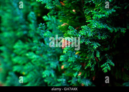 MINT MOTH ON CONIFER TREE Stock Photo