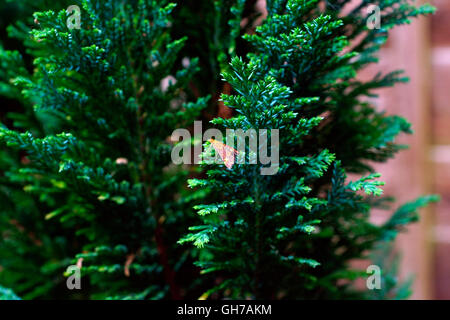 MINT MOTH ON CONIFER TREE Stock Photo