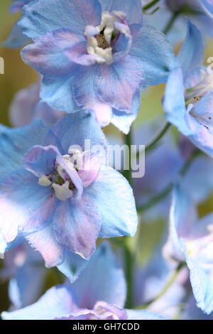 exquisite lavender coloured delphinium elatum - larkspur Jane Ann Butler Photography JABP1539 Stock Photo