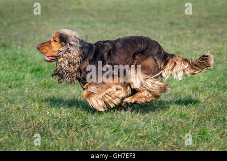 English Cocker Spaniel dog (Canis lupus familiaris) running in garden Stock Photo