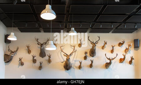 Hunter's trophy room with collection of stuffed deer heads hanging on a wall as hunting trophies Stock Photo