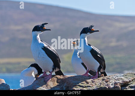 A group of imperial shags on the rocks at the waters edge on Carcass Island in the Falklands Stock Photo