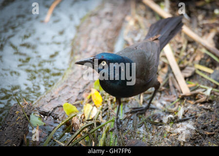 Young Brewer's Black bird (euphagus cyanocephalus) forages along the banks of the Ottawa river for food scraps. Stock Photo