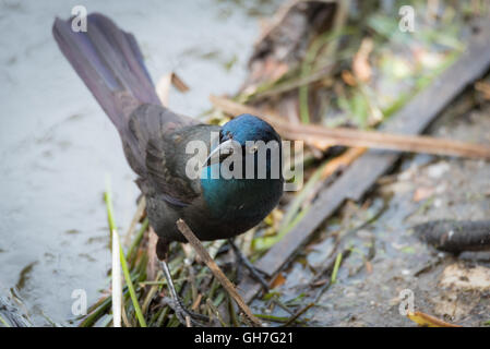 Young Brewer's Black bird (euphagus cyanocephalus) forages along the banks of the Ottawa river for food scraps. Stock Photo