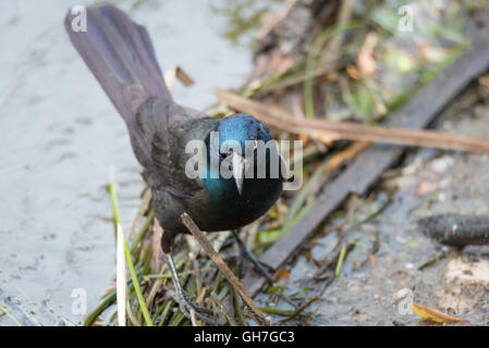 Young Brewer's Black bird (euphagus cyanocephalus) forages along the banks of the Ottawa river for food scraps. Stock Photo