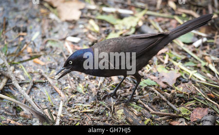 Young Brewer's Black bird (euphagus cyanocephalus) forages along the banks of the Ottawa river for food scraps. Stock Photo