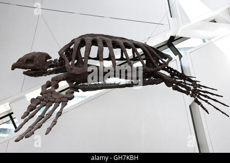 Prehistoric Giant Sea Turtle cast from South Dakota at the ROM Toronto Stock Photo