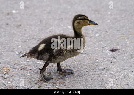 London, UK. 8th Aug 2016. A Duckling at St James park with the temperature about 18C hay bales sit in bright sunshine in London,UK. Credit:  See Li/Alamy Live News Stock Photo