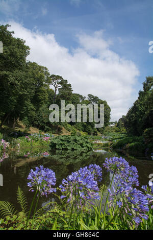 Mawnan Smith, Cornwall, UK. 9th August 2016. UK Weather. Agapanthus in bloom in the gardens at Trebah. Credit:  Simon Maycock/Alamy Live News Stock Photo