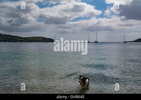 Mawnan Smith, Cornwall, UK. 9th August 2016. UK Weather. Sunny day on the river Helford, from the private beach at Trebah Gardens. Credit:  Simon Maycock/Alamy Live News Stock Photo