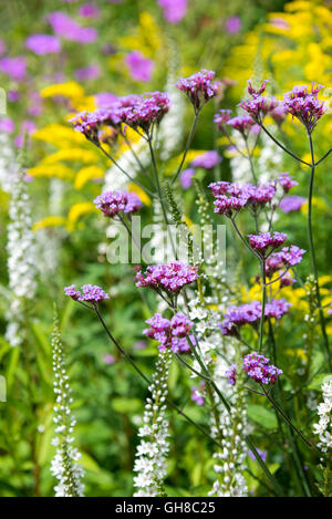 Verbena bonariensis, Lysimachia barystachys and Solidago flowering together in a mid summer flower border. Stock Photo