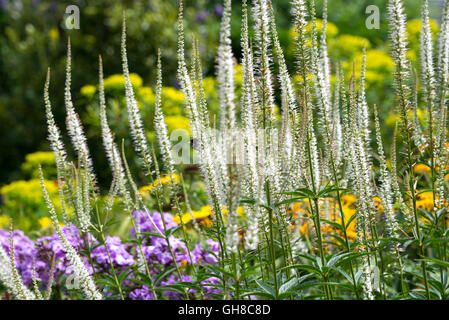 White Flower Spikes Of The Tall Variety Of The Autumn Flowering Bugbane Actaea Simplex Mountain Wave Stock Photo Alamy