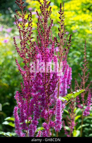 Beautiful pink astilbe flower in the garden. Beauty in nature Stock ...